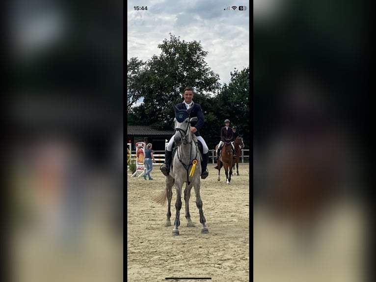 Tysk sporthäst Sto 6 år 171 cm Grå in Porta Westfalica