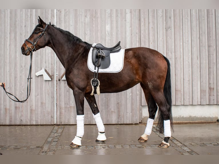 Tysk sporthäst Sto 6 år 177 cm Mörkbrun in Neupotz