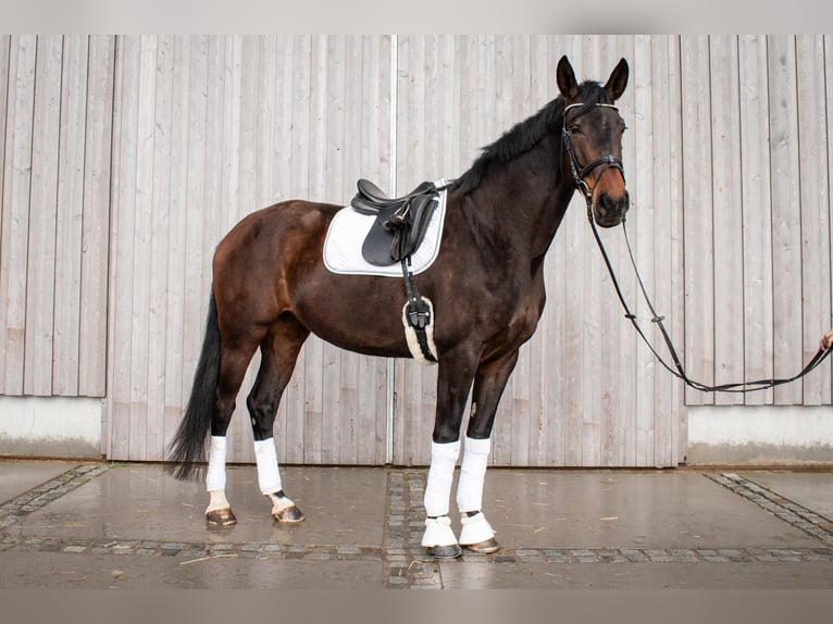 Tysk sporthäst Sto 6 år 177 cm Mörkbrun in Neupotz