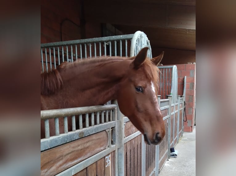 Tysk sporthäst Sto 7 år 160 cm fux in Calden