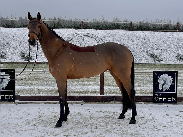 Tysk sporthäst Sto 7 år 161 cm Brun in Mengen