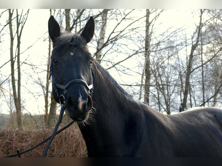 Tysk sporthäst Sto 7 år 162 cm Svart in Mamming