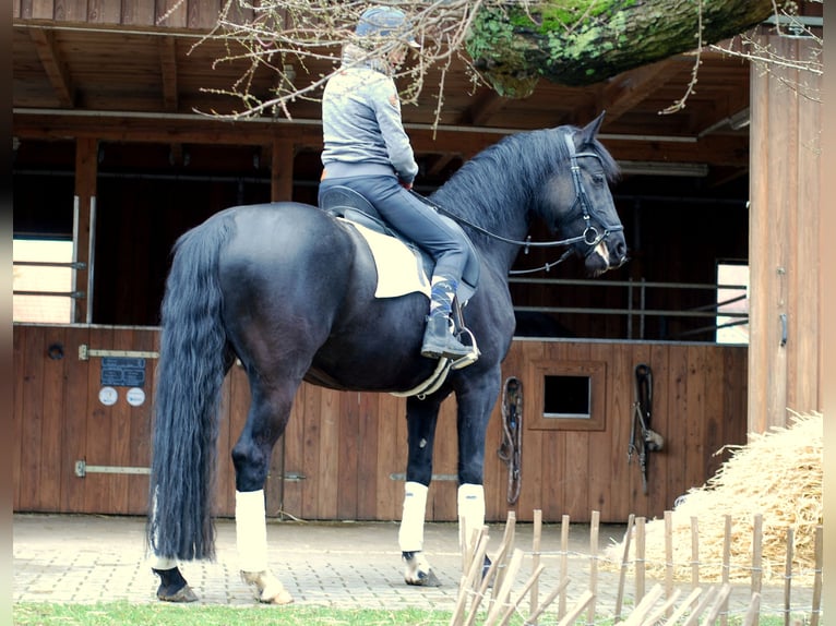 Tysk sporthäst Sto 7 år 162 cm Svart in Mamming