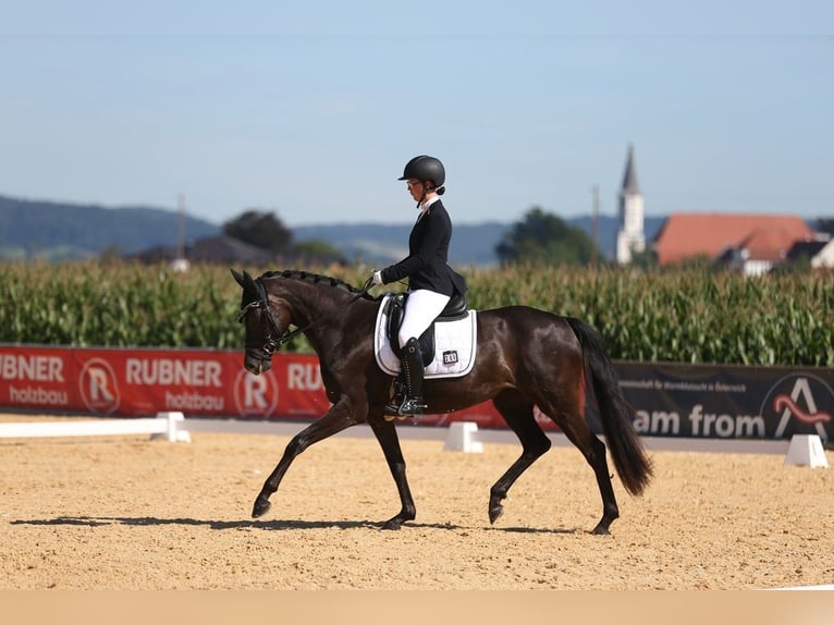 Tysk sporthäst Sto 7 år 164 cm Rökfärgad svart in Bad Tölz
