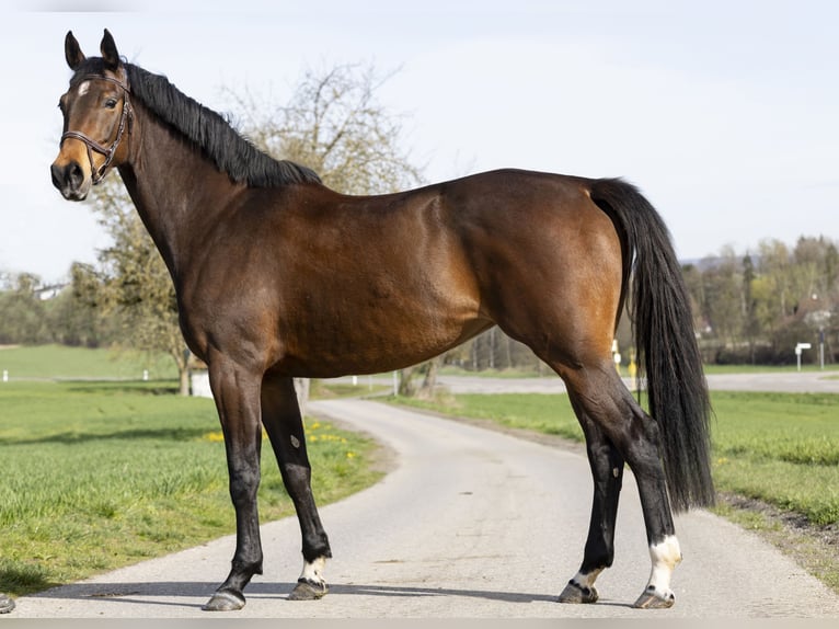 Tysk sporthäst Sto 7 år 168 cm Brun in Kanzach
