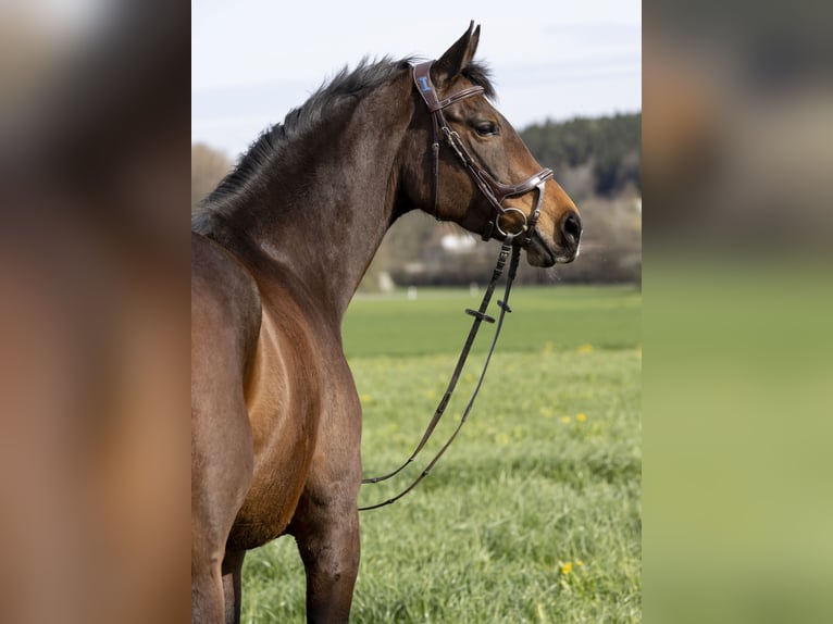 Tysk sporthäst Sto 7 år 168 cm Brun in Kanzach
