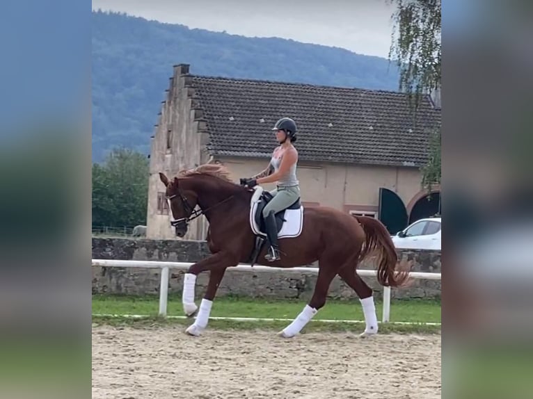 Tysk sporthäst Sto 7 år 170 cm fux in Trier