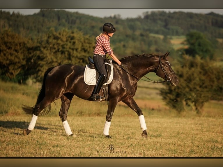 Tysk sporthäst Sto 7 år 171 cm Svart in Lachen