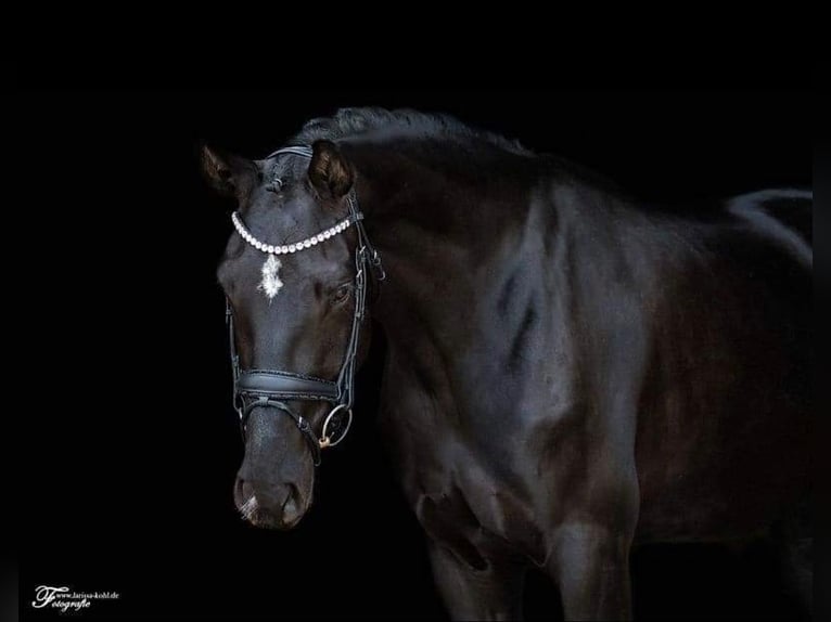 Tysk sporthäst Sto 7 år 171 cm Svart in Lachen