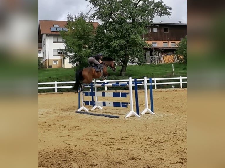 Tysk sporthäst Sto 8 år 165 cm Brun in Mutlangen
