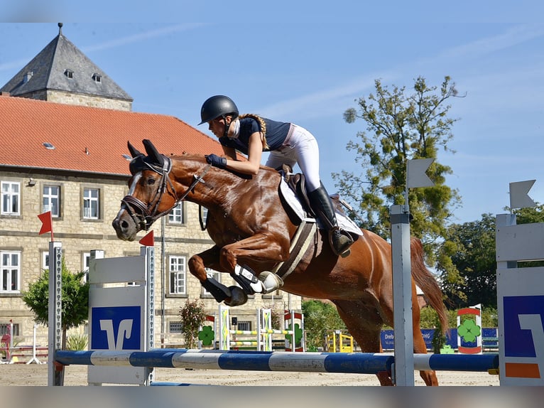 Tysk sporthäst Sto 8 år 165 cm fux in Didderse