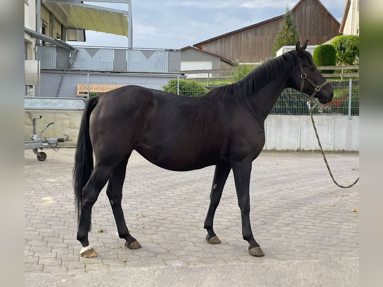 Tysk sporthäst Sto 8 år 167 cm Svart in Aalen
