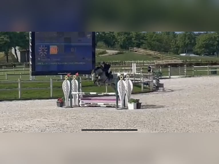 Tysk sporthäst Sto 8 år 168 cm in Linnich
