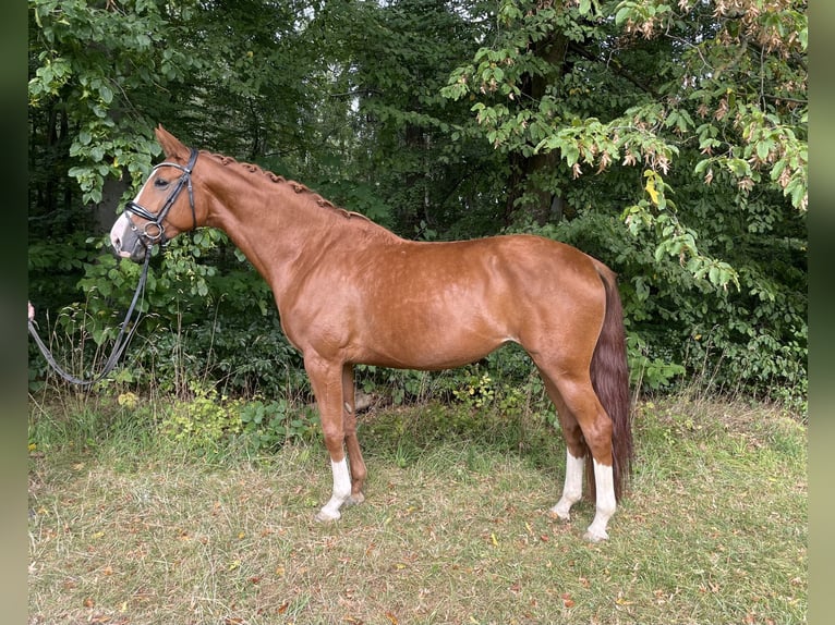 Tysk sporthäst Sto 8 år 170 cm fux in Heiligenstadt