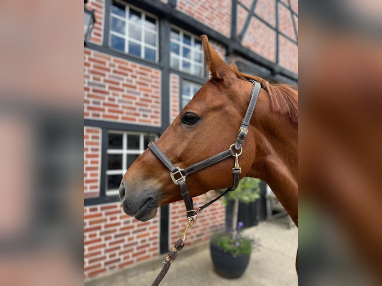 Tysk sporthäst Sto 8 år 172 cm fux in Legden