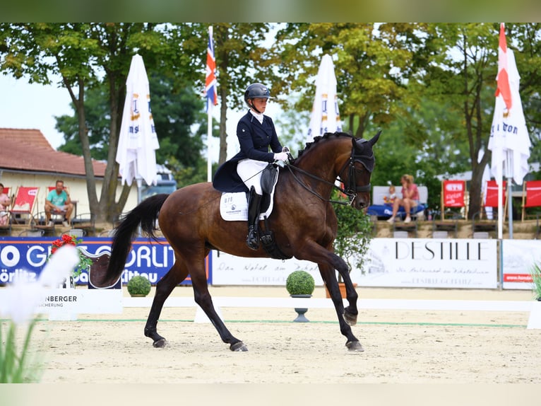 Tysk sporthäst Sto 8 år 174 cm Mörkbrun in Görlitz