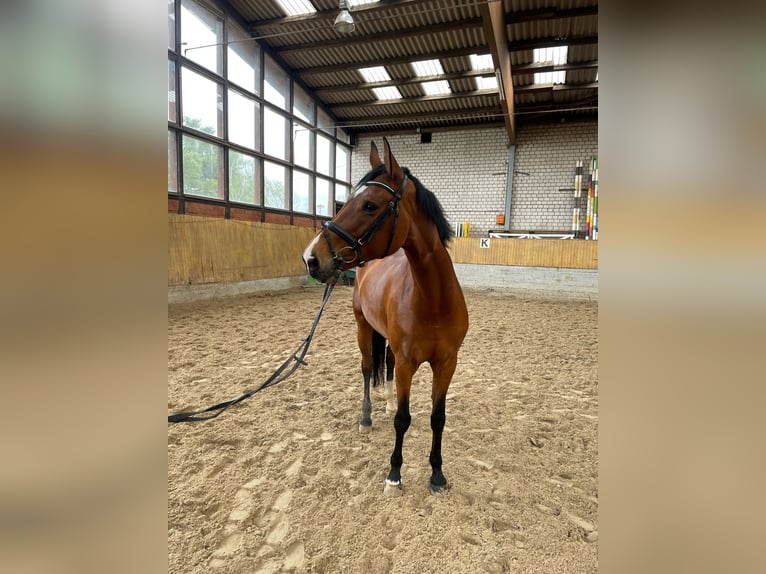 Tysk sporthäst Sto 8 år 175 cm Brun in Grevenbroich
