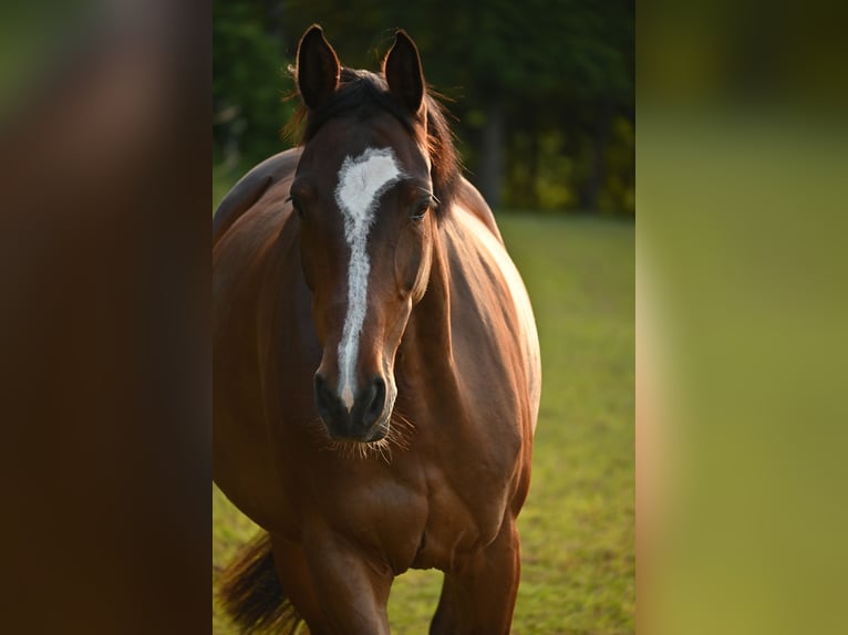 Tysk sporthäst Sto 9 år 165 cm Brun in Maintal