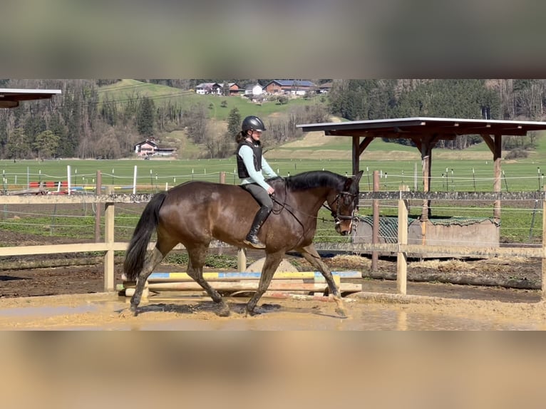 Tysk sporthäst Sto 9 år 168 cm Rökfärgad svart in Schlins