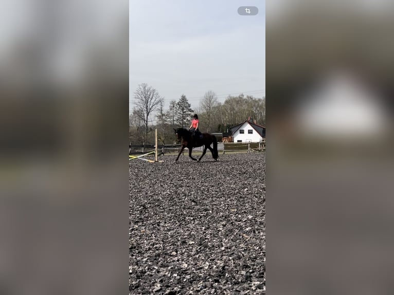 Tysk sporthäst Sto 9 år 170 cm fux in Röhrsdorf