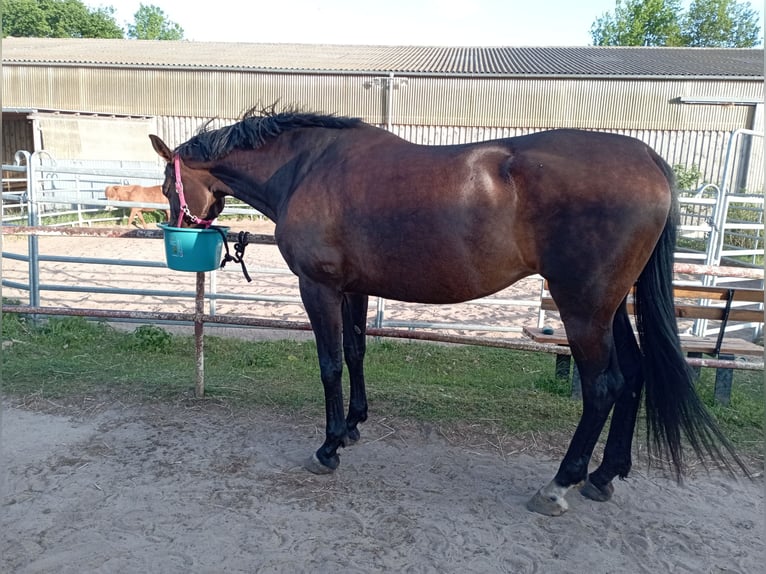 Tysk sporthäst Sto 9 år 170 cm Mörkbrun in Schildow