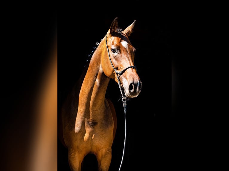 Tysk sporthäst Sto 9 år 172 cm Brun in Ragow-Merz Merz