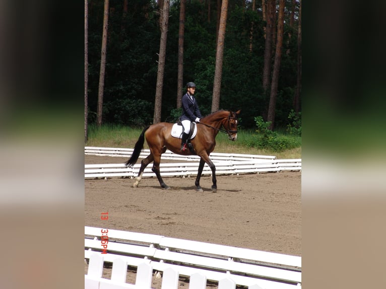 Tysk sporthäst Sto 9 år 173 cm Brun in Wörmlitz