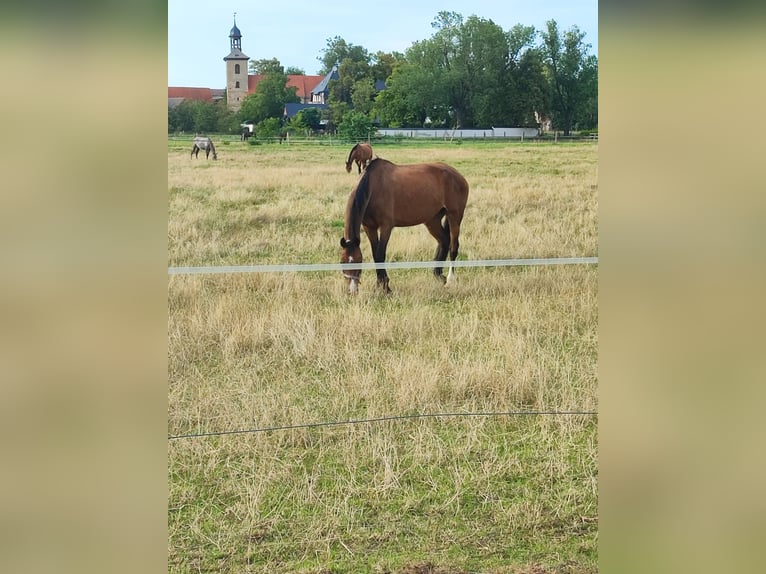 Tysk sporthäst Sto 9 år 173 cm Brun in Wörmlitz