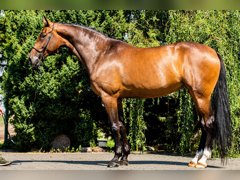 Tysk sporthäst Sto 9 år 175 cm Mörkbrun in Ragow-Merz MerzBeeskow