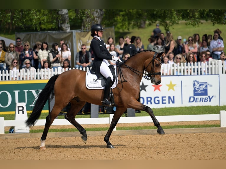 Tysk sporthäst Valack 10 år 172 cm Brun in Jengen