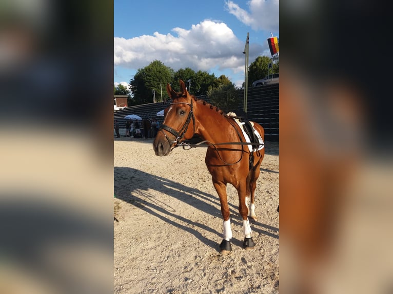 Tysk sporthäst Valack 10 år 175 cm fux in Nürtingen