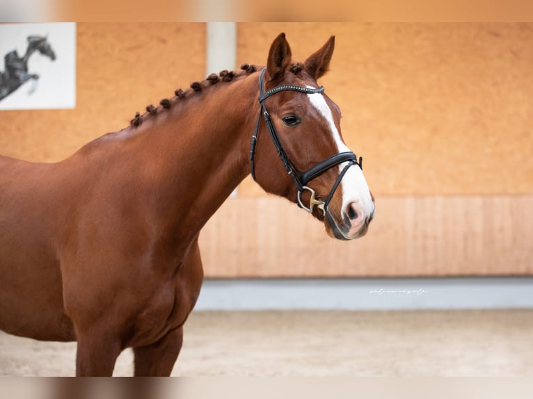 Tysk sporthäst Valack 11 år 168 cm fux in Illertissen