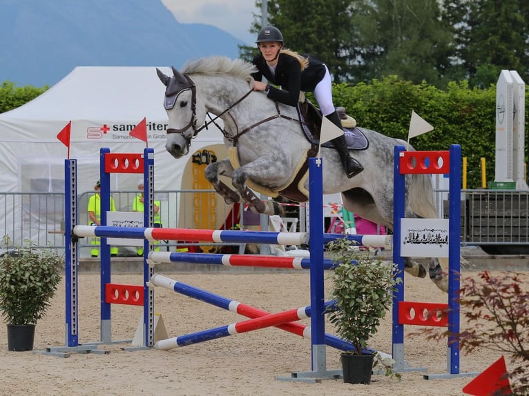 Tysk sporthäst Valack 11 år 175 cm Grå in Lindau (Bodensee)