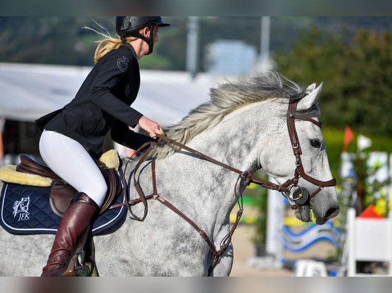 Tysk sporthäst Valack 11 år 175 cm Grå in Lindau (Bodensee)