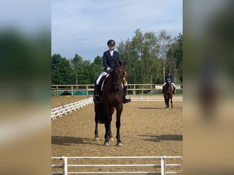 Tysk sporthäst Valack 11 år 186 cm Mörkbrun in Radeburg