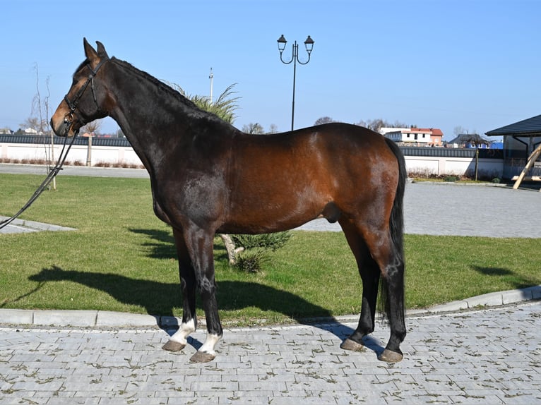 Tysk sporthäst Valack 12 år 168 cm Brun in Jeżów
