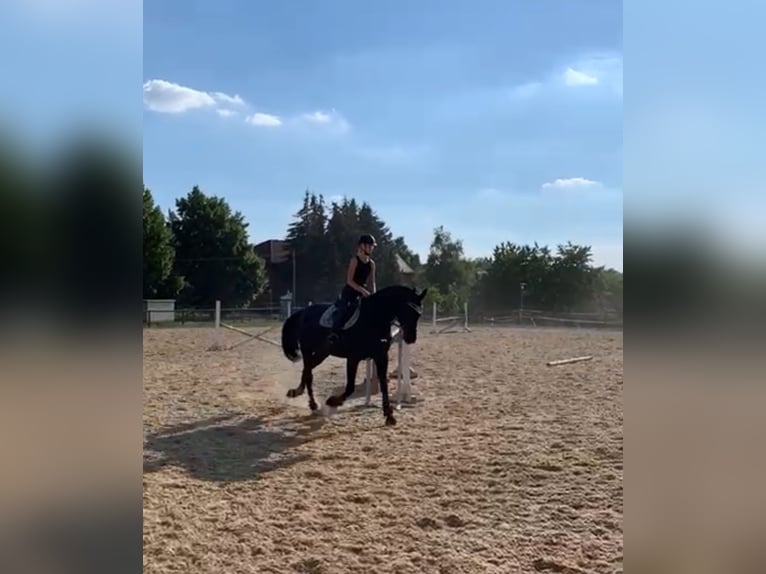 Tysk sporthäst Valack 13 år 167 cm Rökfärgad svart in Buttstädt