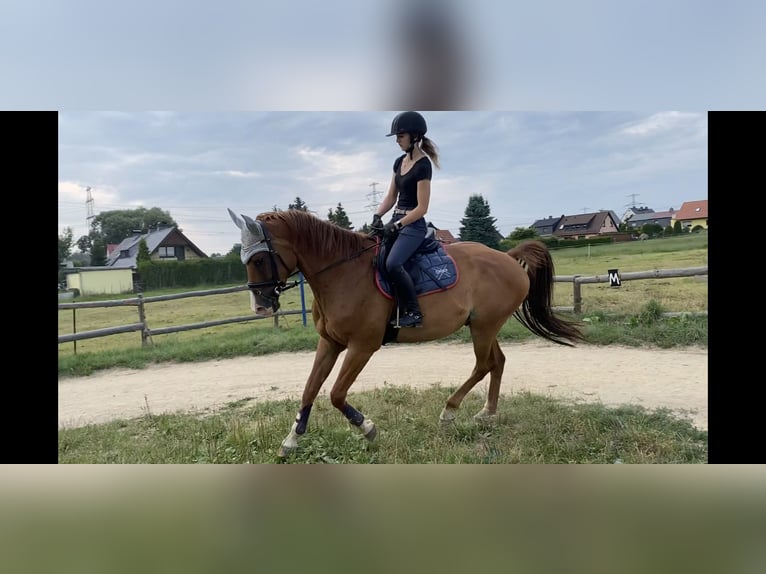 Tysk sporthäst Valack 13 år 170 cm fux in Röhrsdorf