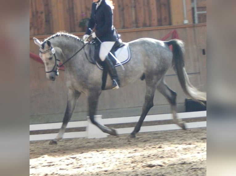 Tysk sporthäst Valack 13 år 170 cm Grå in Zittau
