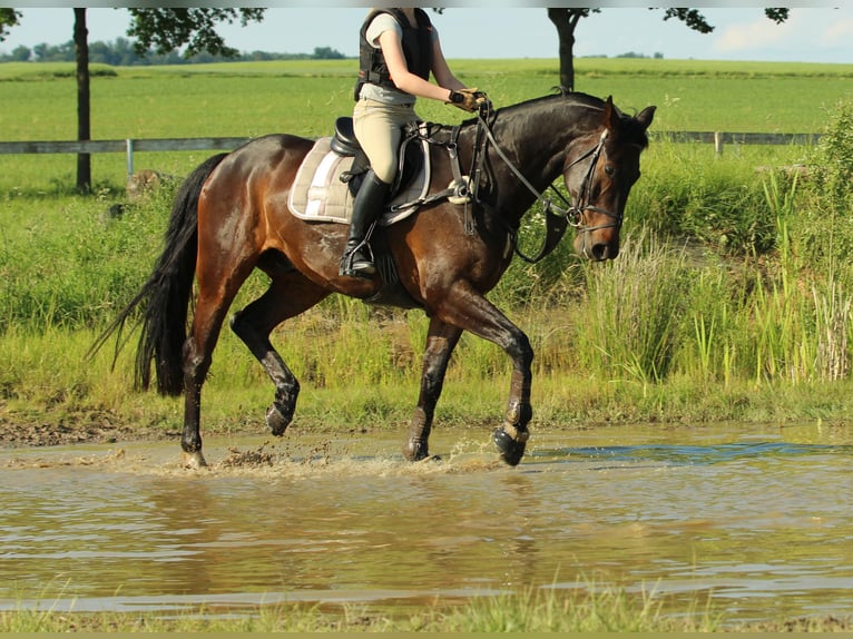 Tysk sporthäst Valack 14 år 164 cm Mörkbrun in Steinau an der Straße