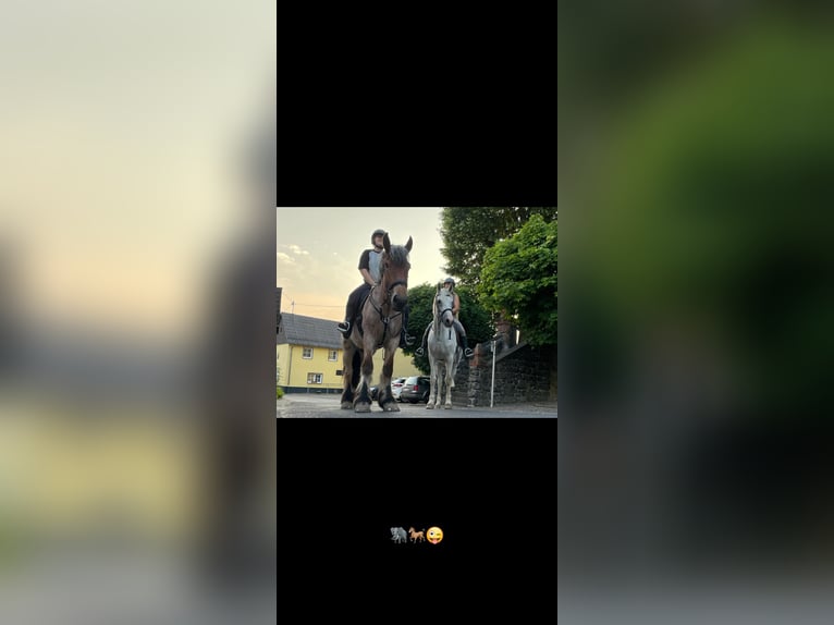 Tysk sporthäst Valack 14 år 165 cm in Eichenbach