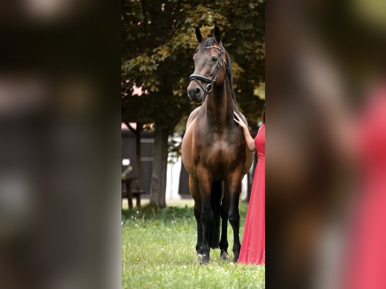 Tysk sporthäst Valack 14 år 170 cm Mörkbrun in Annaburg
