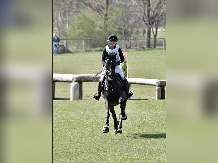 Tysk sporthäst Valack 14 år 172 cm Rökfärgad svart in Bleckede