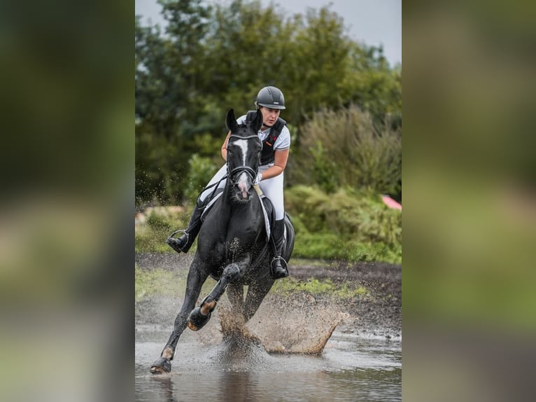 Tysk sporthäst Valack 15 år 170 cm Svart in Bargstedt