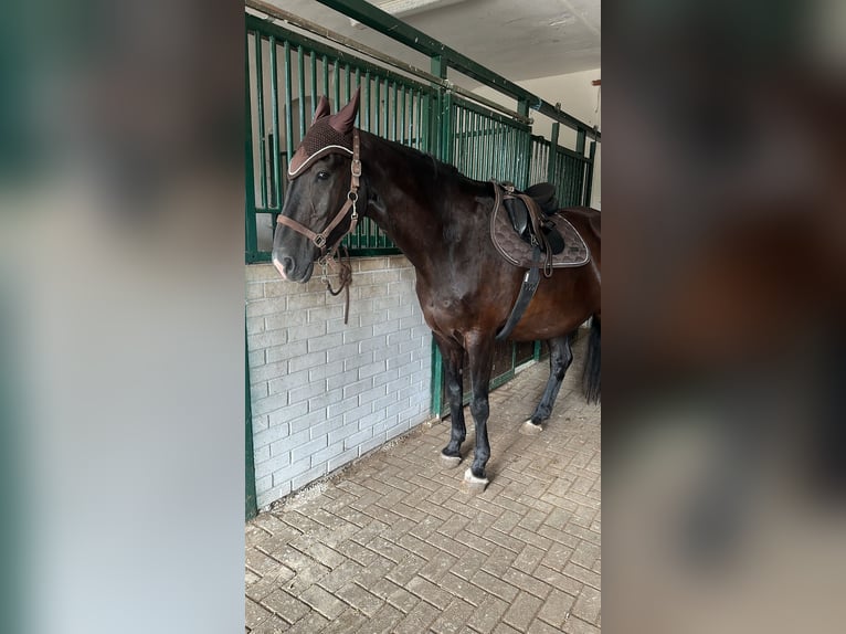 Tysk sporthäst Valack 16 år 172 cm Svart in Könnern