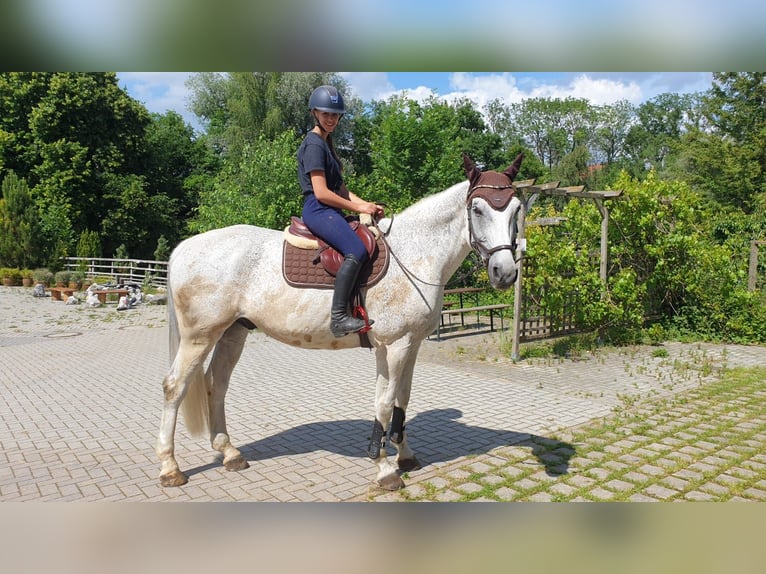 Tysk sporthäst Valack 20 år 168 cm Grå-flugskimmel in Inning am Ammersee
