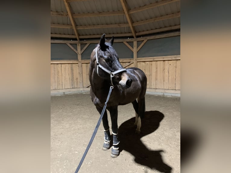 Tysk sporthäst Valack 21 år 165 cm Svart in Werneuchen