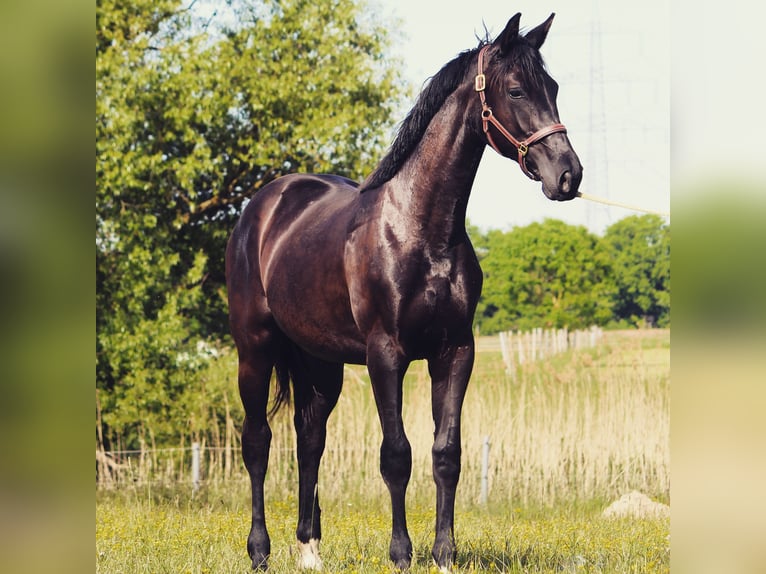 Tysk sporthäst Valack 2 år 167 cm Mörkbrun in Standenbühl