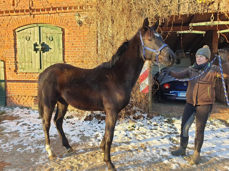 Tysk sporthäst Valack 2 år 170 cm Rökfärgad svart in Wittstock/Dosse