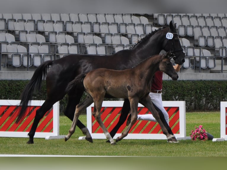 Tysk sporthäst Valack 2 år 170 cm Rökfärgad svart in Wittstock/Dosse